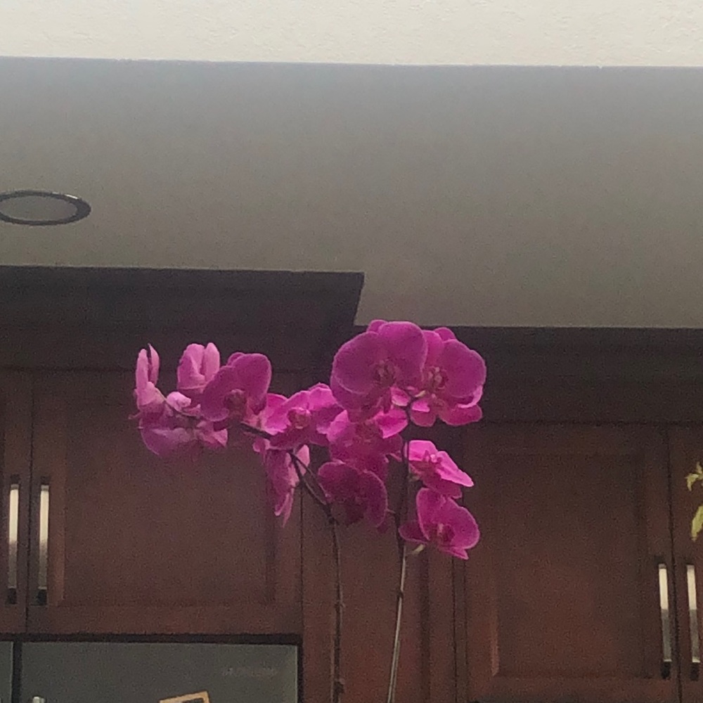 Meet your Posher, Cristina